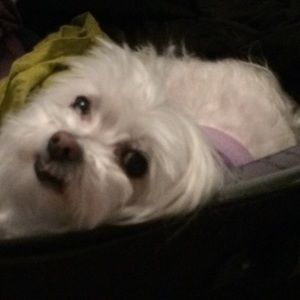 Meet your Posher, Ngoc